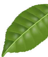 leaf image